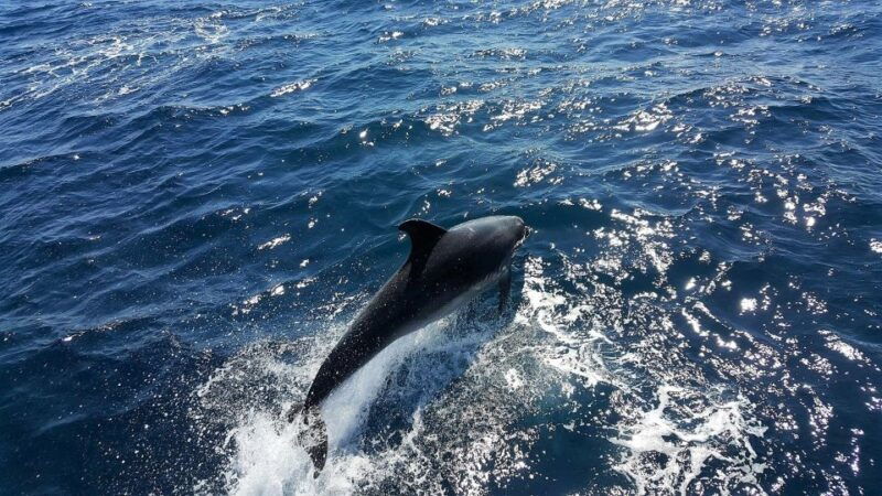 lagos-dolphin-watching-catamaran-cruise