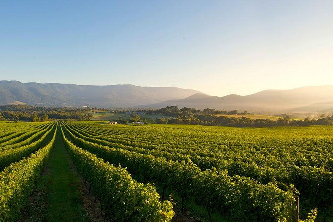 Laid back,Small-Group Yarra Valley Wine Tour: Wine, Gin and Cider - Authentic Experiences & Highlights