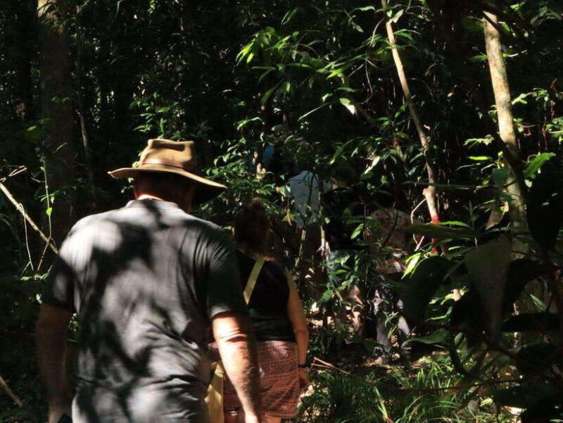 langkawi-morning-rainforest-walking-tour