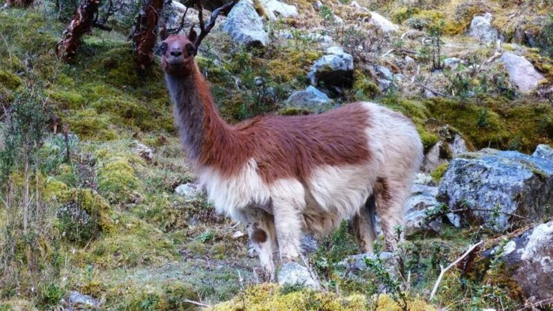 lares-trek-to-machu-picchu-4-days-3-nights-2