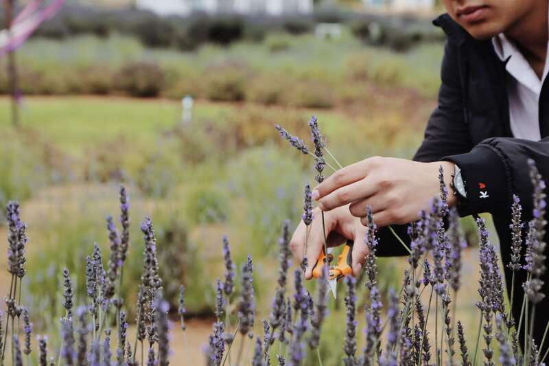 lavender-field-guided-tour