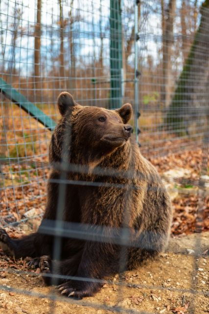 legendswildlife-awaits-draculas-castle-bear-sanctuary-2