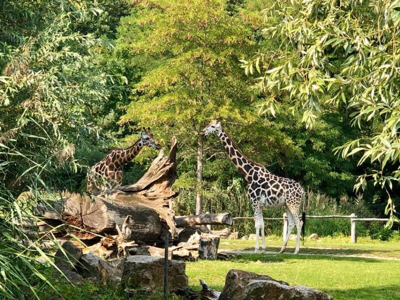 leipzig-segway-tour-scenic-line-with-views-animals