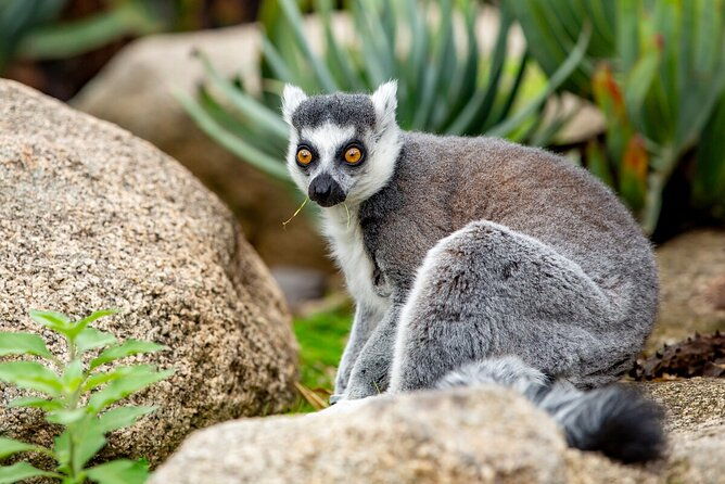 Lemur Experience at Melbourne Zoo - excl. entry - Practical Tips for Your Visit