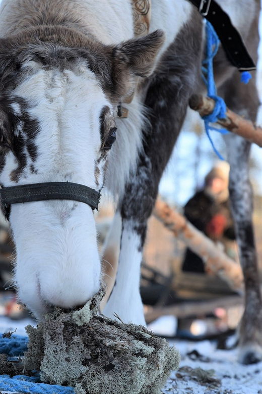 levi-3km-reindeer-sleigh-ride-in-the-forest-at-night