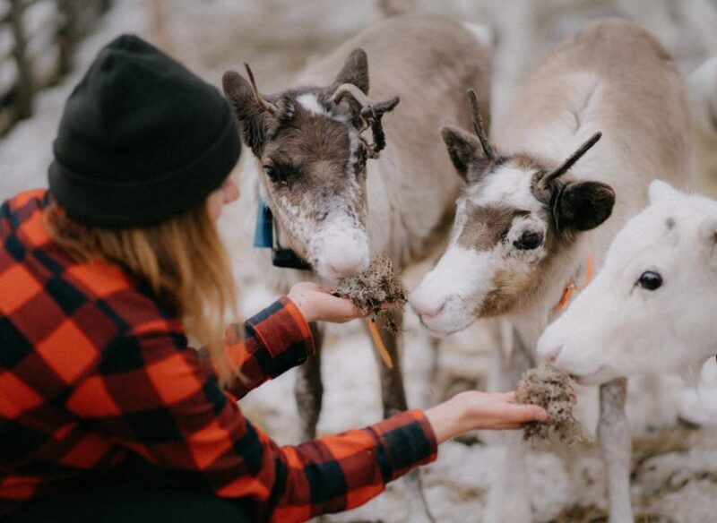 levi-autumn-hike-and-reindeer-farm-visit