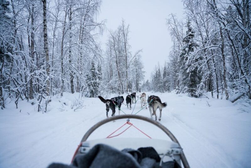 levi-polar-lights-tours-arctic-circle-guided-husky-tour