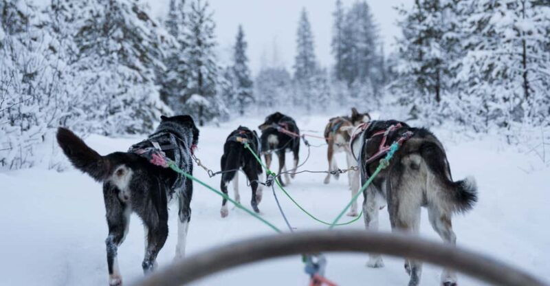 levi-polar-lights-tours-path-of-the-gnome-husky-safari-15km