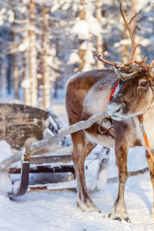levi-reindeer-farm-visit-sled-ride