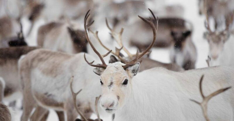 levi-traditional-reindeer-husbandry-experience