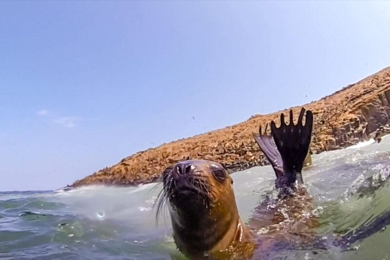 lima-palomino-islands-speedboat-tour-swim-with-sea-lions