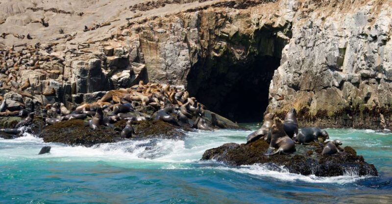 lima-sea-lion-swim-and-wildlife-palomino-islands-cruise