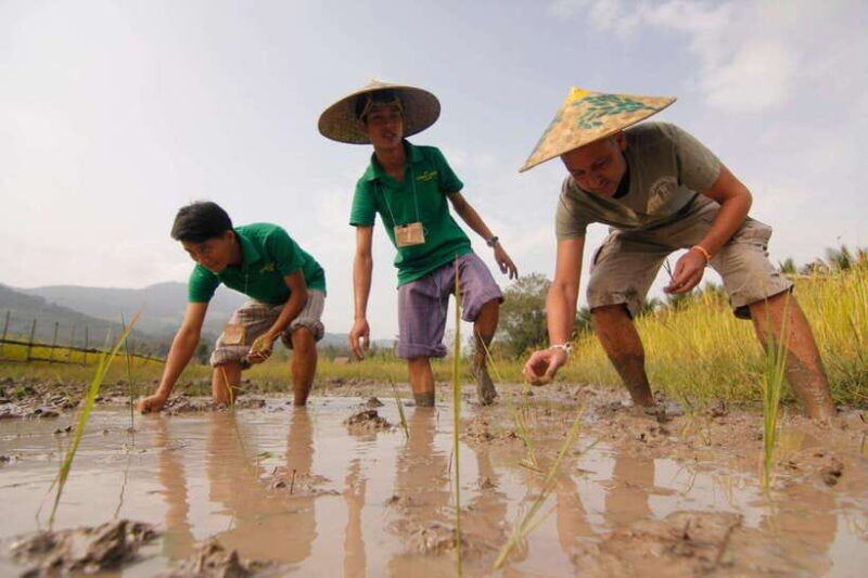 living-land-farm-rice-experience