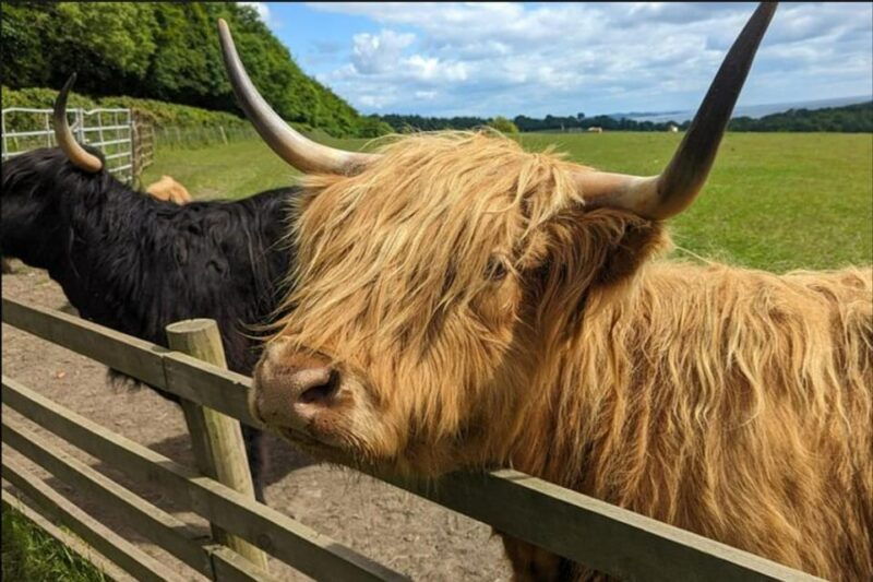 loch-lomond-highland-cows-victorian-town-half-day-tour