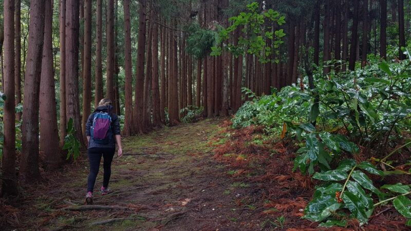 lomba-de-sao-pedro-waterfall-hiking-tour-with-tea-tasting