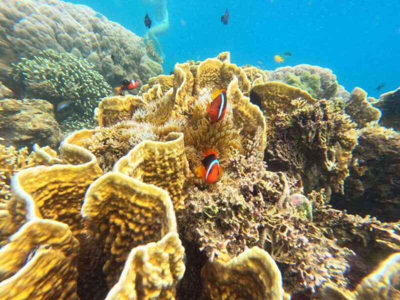 lombok-gili-nanggu-sudak-and-kedis-snorkeling-tour
