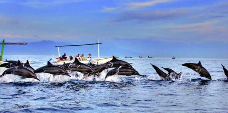 lovina-bali-watching-dolphin-swimming-and-snorkling-tour