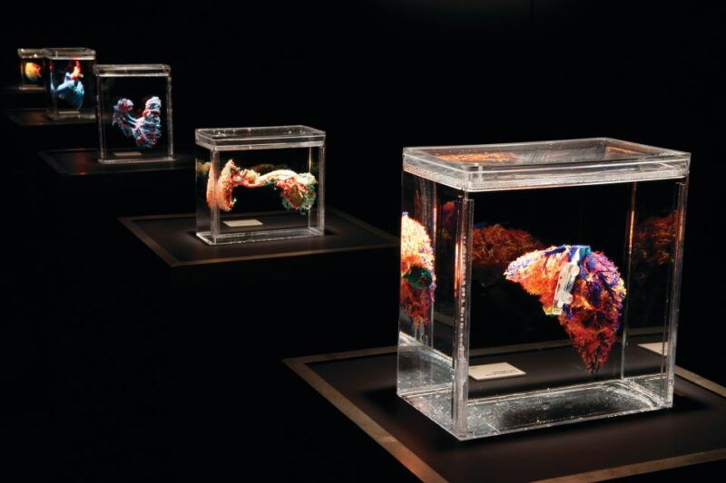 luxor-hotel-bodies-the-exhibition-entry-ticket