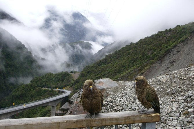 Lyttelton Shore Excursion: Arthur's Pass Day Tour - Potential Drawbacks to Consider