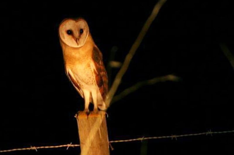 madeira-barn-owl-watching