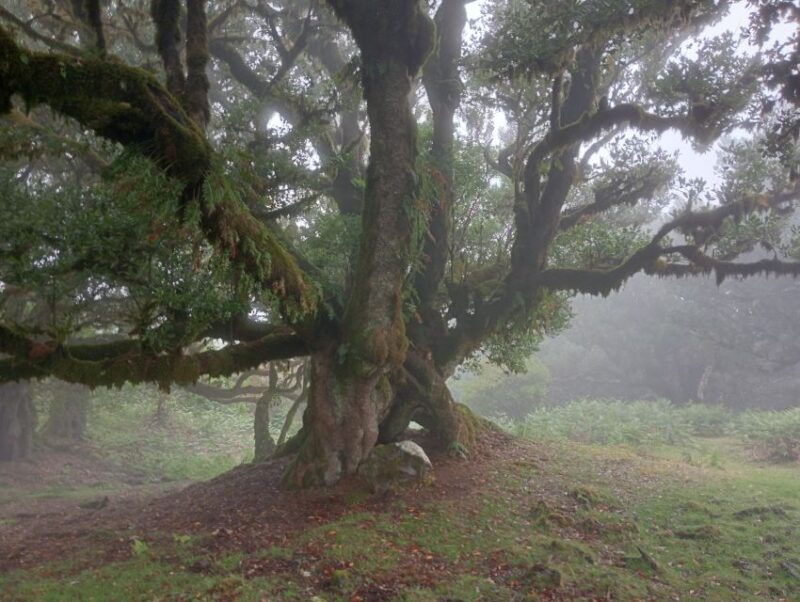 madeira-fanal-forest-guided-hiking-tour