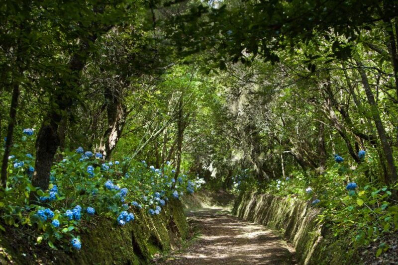 madeira-full-day-laurel-forest-guided-walking-tour