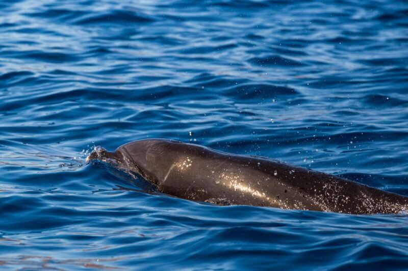 madeira-guaranteed-whales-or-dolphins-watching-tour