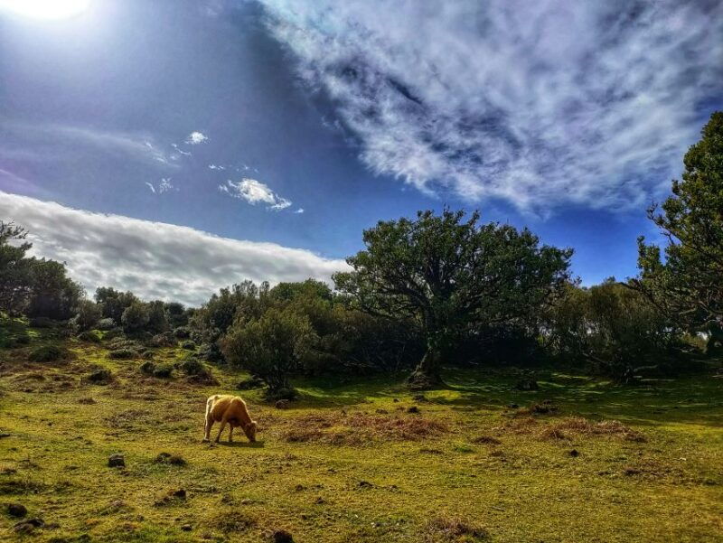 madeira-western-madeira-guided-trip-fanal-mystic-forest