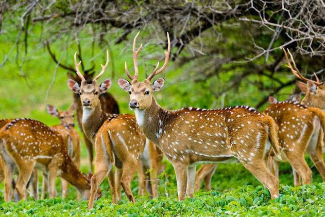 Maduru Oya National Park Private Safari with Naturalist - Value and Cost Analysis