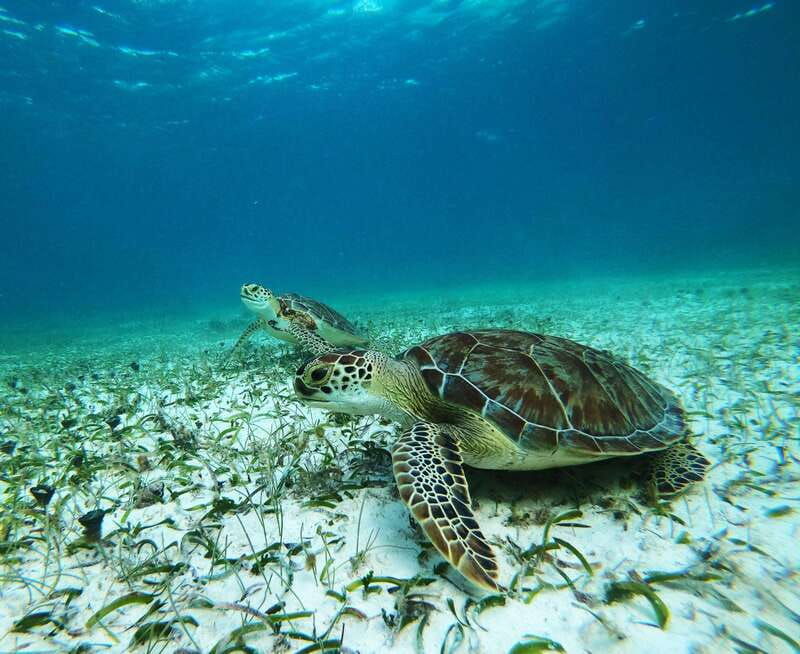 mahahual-snorkel-tour-in-reef-lagoon