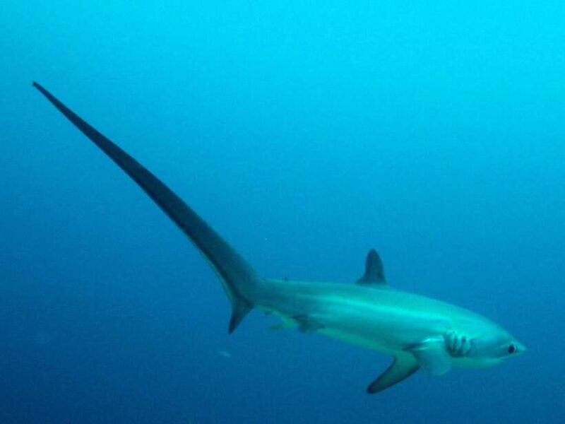 malapascua-advance-divers-shark-dive-optional-transfer