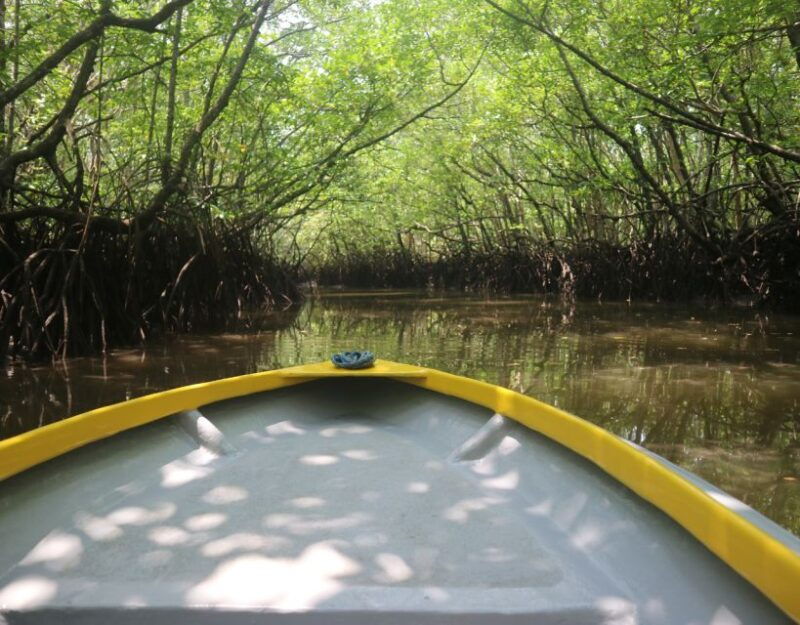 mangrove-day-tour-bintan