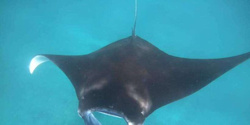 manta-tour-in-nusa-lembongan-and-nusa-penida