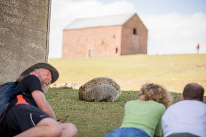 Maria Island Active Day Tour from Hobart - Who Is This Tour Perfect For?