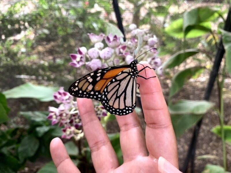 maui-interactive-butterfly-farm-entrance-ticket