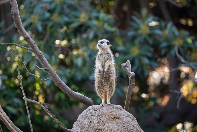 Meerkat Experience at Melbourne Zoo - excl. entry - Reviews and Real Experiences