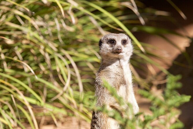 Meerkat Experience at Werribee Open Range Zoo - excl. entry - The Experience from Reviews & Personal Insights