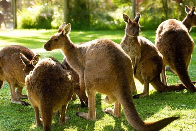 Melbourne City Card (3 Days): Visit Unlimited Attractions! - FAQ