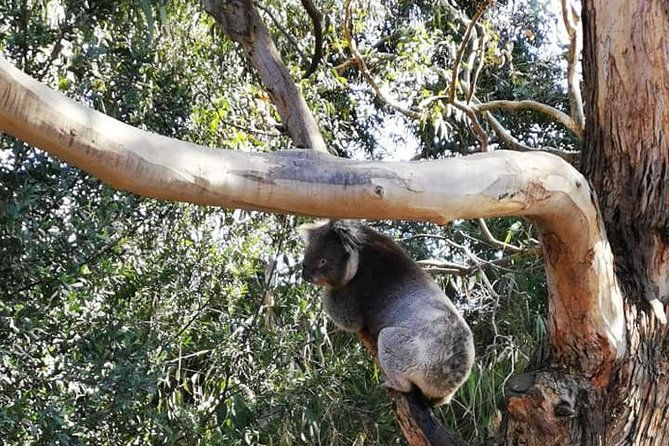 Melbourne Combo: Great Ocean Road Day Trip and Phillip Island Day Trip from Melbourne - Transport and Logistics