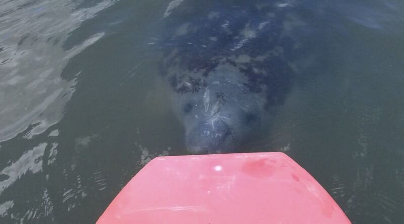 merritt-island-manatee-watching-paddle-or-kayak-tour