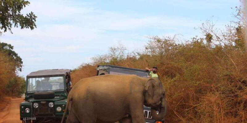 minneriya-jeep-safari-from-trincomalee