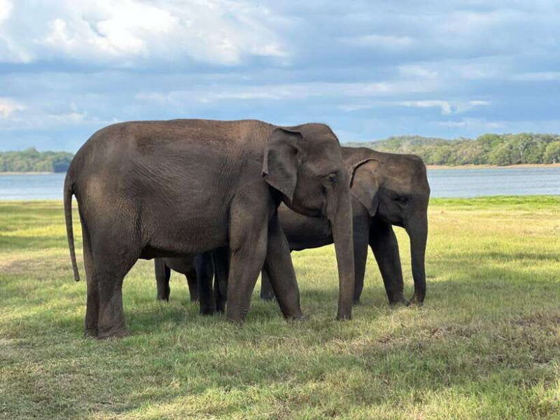 minneriya-minneriya-national-park-private-jeep-safari