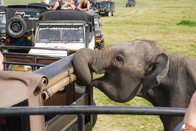 Minneriya National Park Half Day Elephant Safari - FAQ