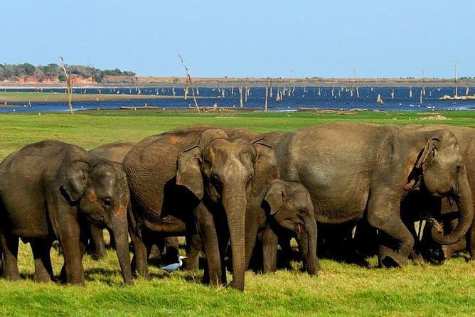Minneriya National Park Half day Jeep Safari with Hotel Pickup - FAQ