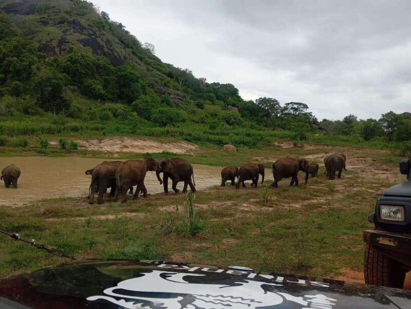 minneriya-national-park-half-day-safari-morning-or-evening