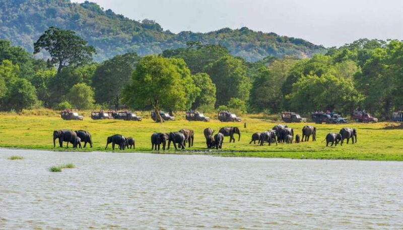 minneriya-national-park-private-safari-from-kandy