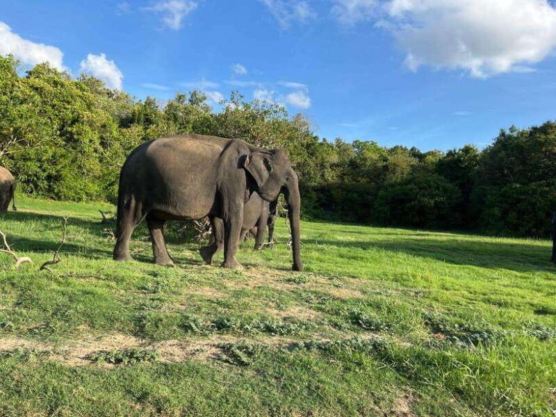 minneriya-national-park-private-safari