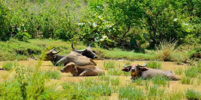 minneriya-national-park-safari-from-habarana