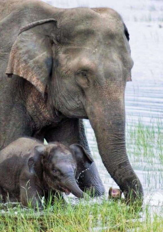 minneriya-national-park-wild-elephant-safari