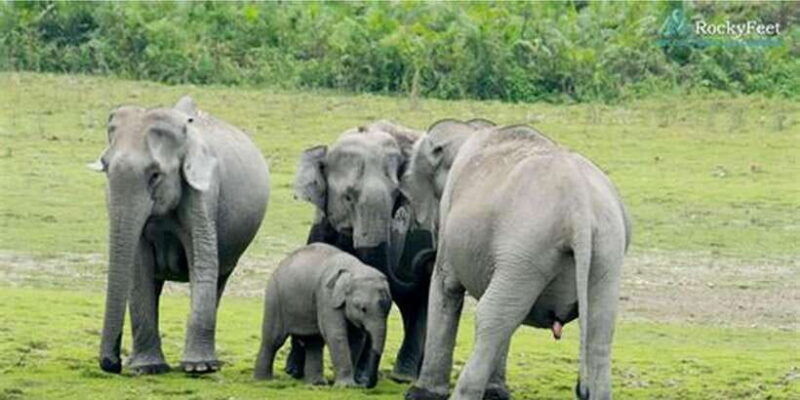 minneriya-private-jeep-safari-from-trincomalee